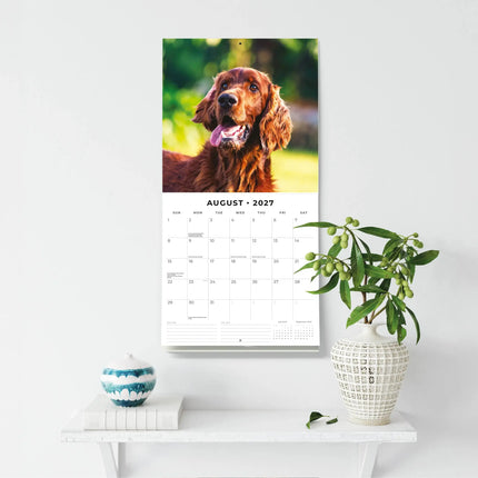 Red Robin Ierse Setter Kalender 2027
