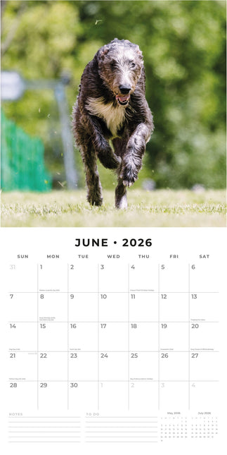 Red Robin Ierse Wolfshond Kalender 2026
