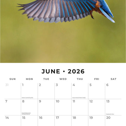 Red Robin IJsvogel Kalender 2026