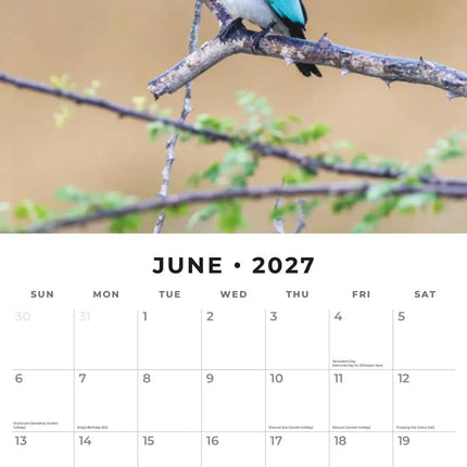 Red Robin IJsvogel Kalender 2027