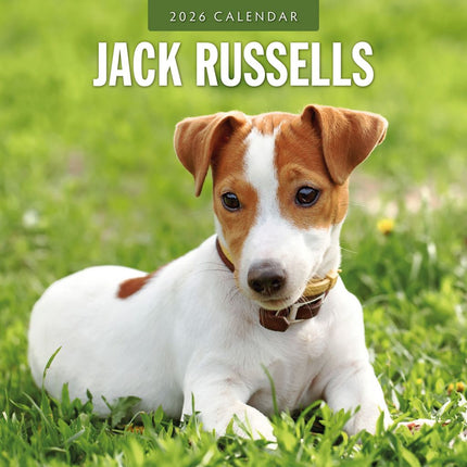 Red Robin Jack Russell Terrier Kalender 2026