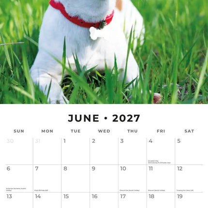 Red Robin Jack Russell Terrier Kalender 2027