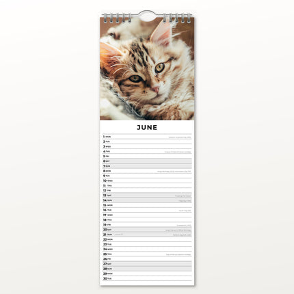 Red Robin Katten en Kittens Slimline Kalender 2026