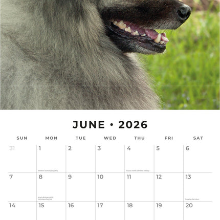 Red Robin Keeshond Kalender 2026