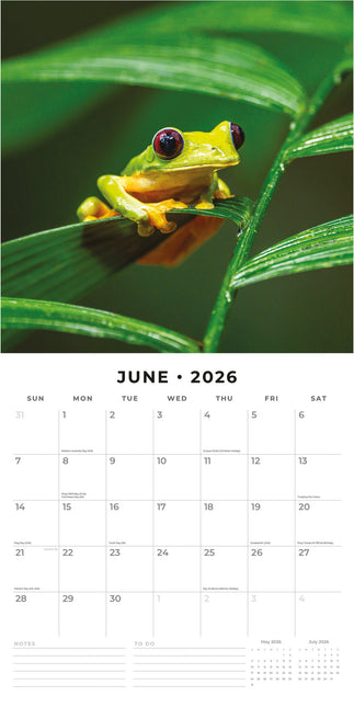 Red Robin Kikker Kalender 2026