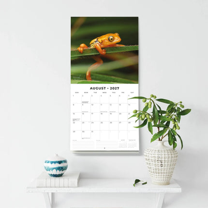 Red Robin Kikker Kalender 2027
