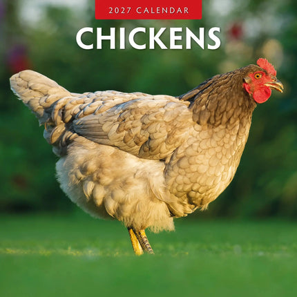Red Robin Kippen Kalender 2027
