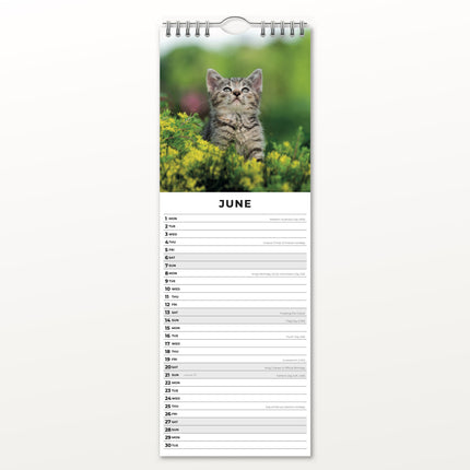 Red Robin Kittens Slimline Kalender 2026
