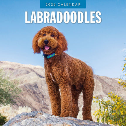 Red Robin Labradoodle Kalender 2026