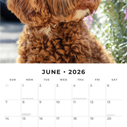 Red Robin Labradoodle Kalender 2026