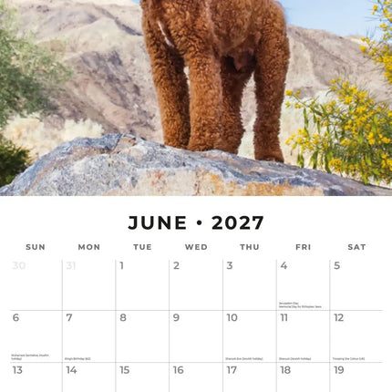 Red Robin Labradoodle Kalender 2027