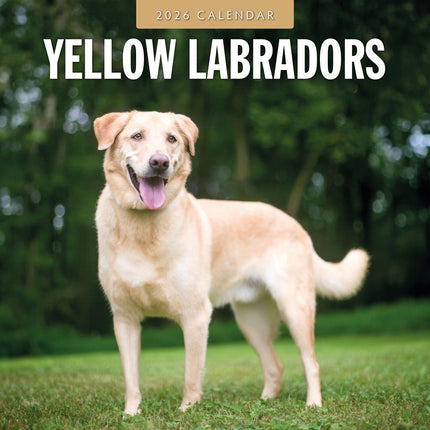 Red Robin Labrador Retriever Blond Kalender 2026