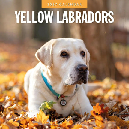 Red Robin Labrador Retriever Blond Kalender 2027