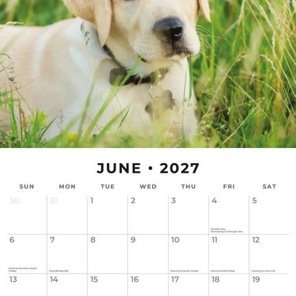 Red Robin Labrador Retriever Blond Kalender 2027