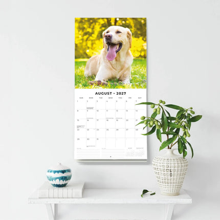 Red Robin Labrador Retriever Blond Kalender 2027
