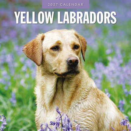 Red Robin Labrador Retriever Blond Kalender 2027
