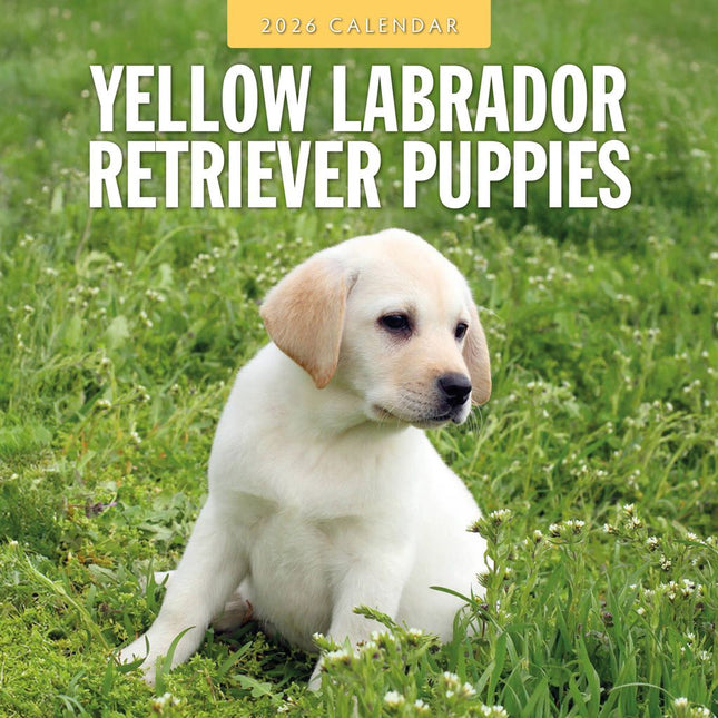 Red Robin Labrador Retriever Blond Puppies Kalender 2026