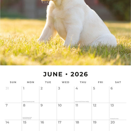 Red Robin Labrador Retriever Blond Puppies Kalender 2026