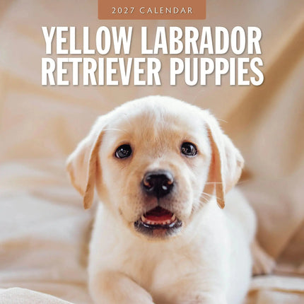 Red Robin Labrador Retriever Blond Puppies Kalender 2027