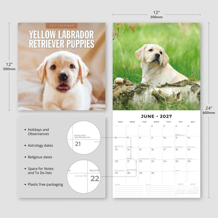 Red Robin Labrador Retriever Blond Puppies Kalender 2027