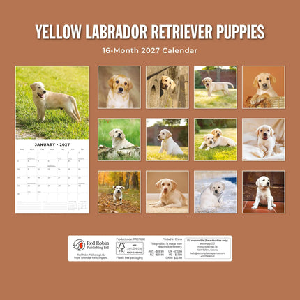 Red Robin Labrador Retriever Blond Puppies Kalender 2027