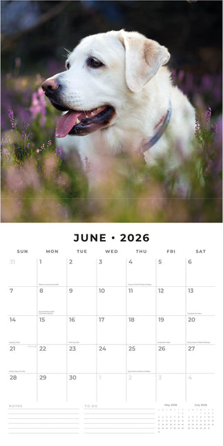 Red Robin Labrador Retriever Kalender 2026
