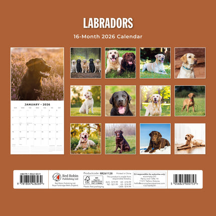 Red Robin Labrador Retriever Mixed Kalender 2026