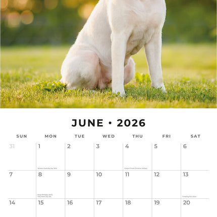 Red Robin Labrador Retriever Mixed Kalender 2026