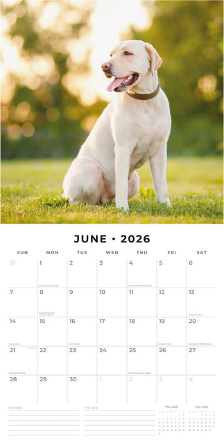 Red Robin Labrador Retriever Mixed Kalender 2026