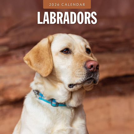 Red Robin Labrador Retriever Mixed Kalender 2026