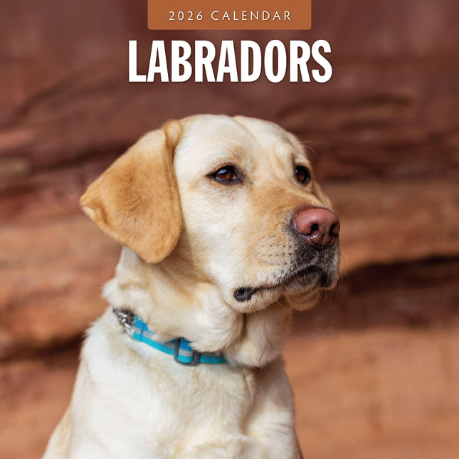 Red Robin Labrador Retriever Mixed Kalender 2026