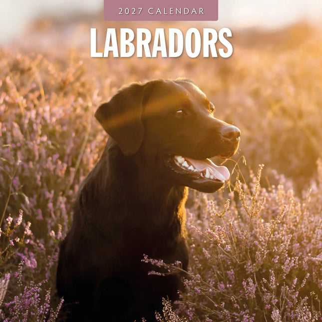 Red Robin Labrador Retriever Mixed Kalender 2027