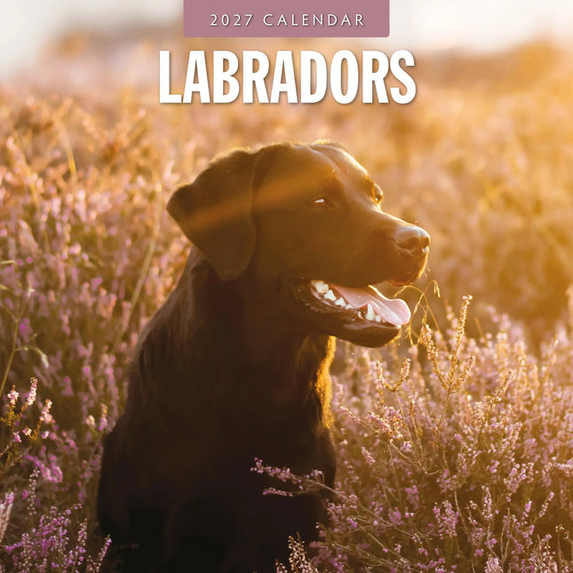 Red Robin Labrador Retriever Mixed Kalender 2027