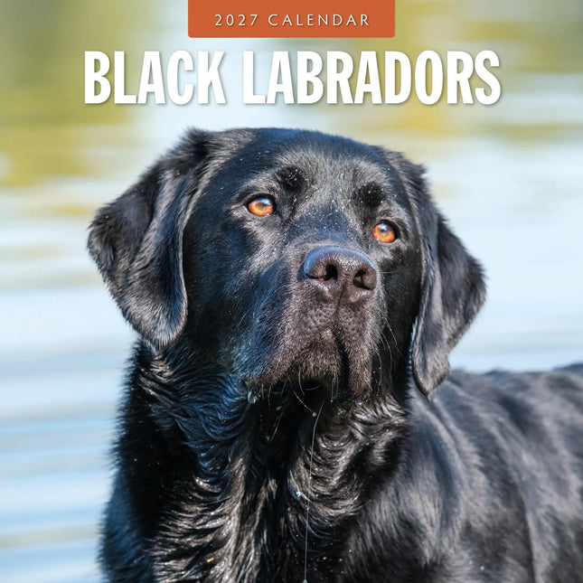 Red Robin Labrador Retriever Zwart Kalender 2027