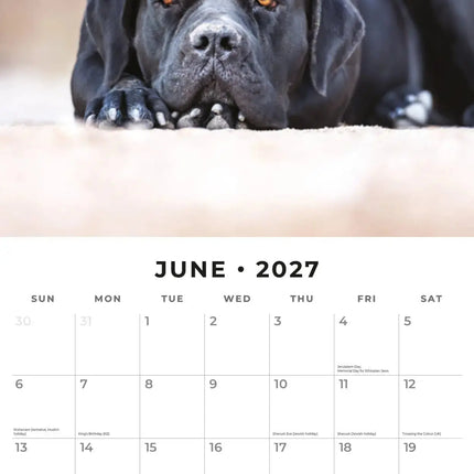 Red Robin Labrador Retriever Zwart Kalender 2027