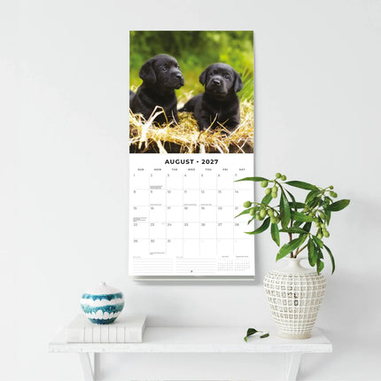 Red Robin Labrador Retriever Zwart Kalender 2027