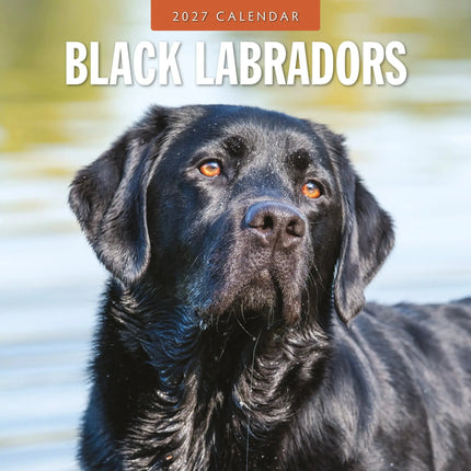 Red Robin Labrador Retriever Zwart Kalender 2027