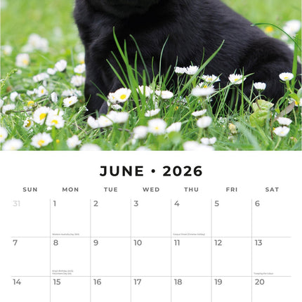 Red Robin Labrador Retriever Zwart Puppies Kalender 2026