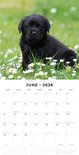 Red Robin Labrador Retriever Zwart Puppies Kalender 2026