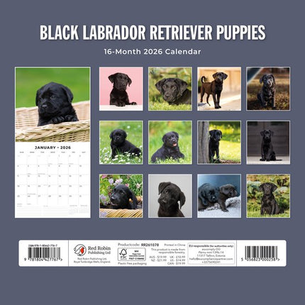 Red Robin Labrador Retriever Zwart Puppies Kalender 2026