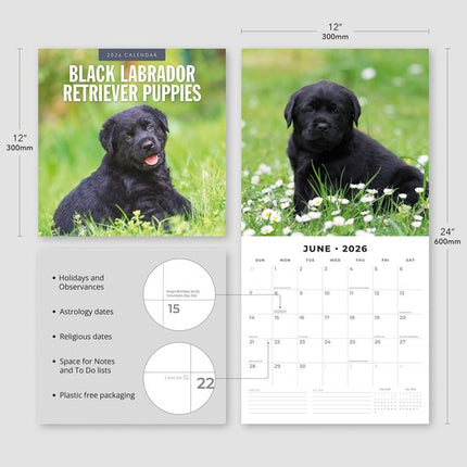 Red Robin Labrador Retriever Zwart Puppies Kalender 2026