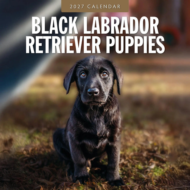 Red Robin Labrador Retriever Zwart Puppies Kalender 2027