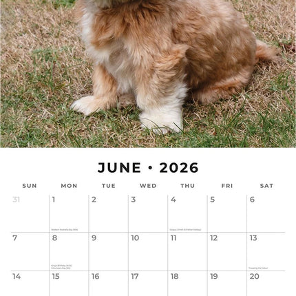 Red Robin Lhasa Apso Kalender 2026