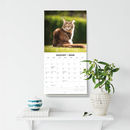 Red Robin Maine Coon Kalender 2026