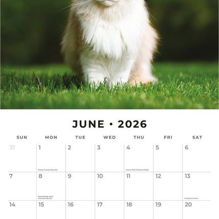 Red Robin Maine Coon Kalender 2026