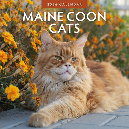 Red Robin Maine Coon Kalender 2026