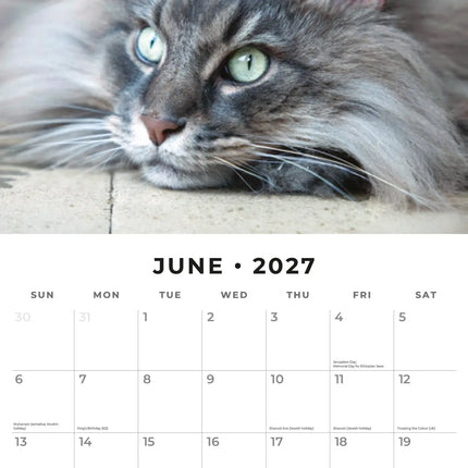 Red Robin Maine Coon Kalender 2027