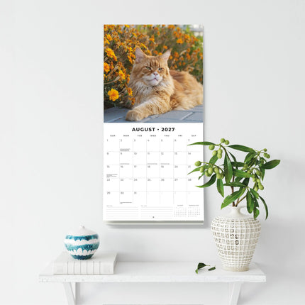 Red Robin Maine Coon Kalender 2027
