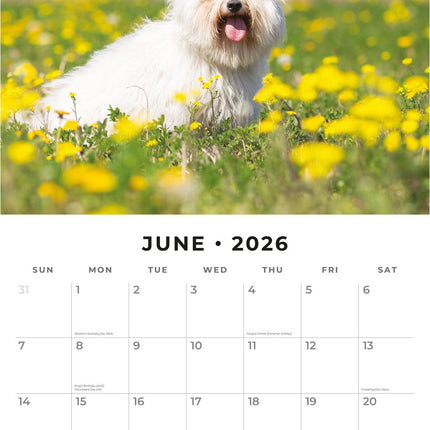 Red Robin Maltezer Kalender 2026