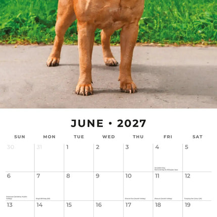 Red Robin Mastiff Kalender 2027